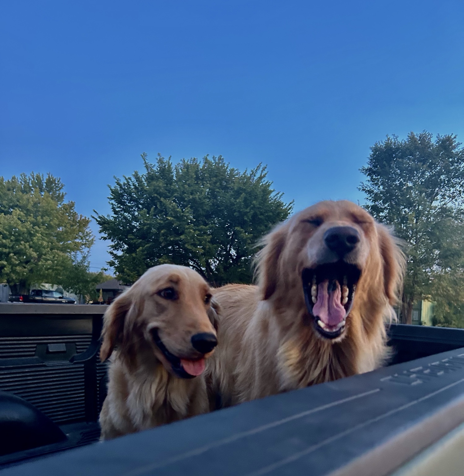 Adrienne’s golden retrievers, Sunnie and Jax